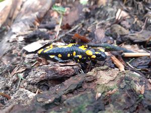 salamandra škvrnitá
