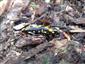 salamandra škvrnitá