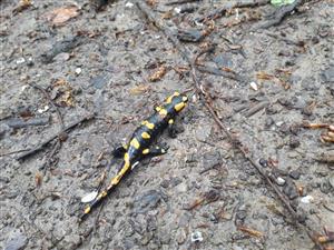 salamandra škvrnitá