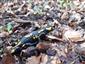 salamandra škvrnitá