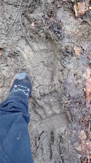 stopa pána medveďa hnedého