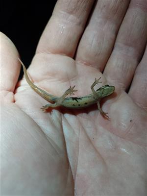 Lissotritom vulgaris, samica