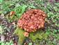 Kuehneromyces mutabilis (syn.)