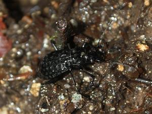 Carabus variolosus