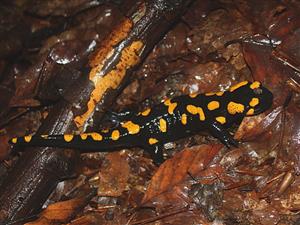 Salamandra salamandra