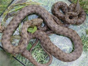 Natrix tesselata