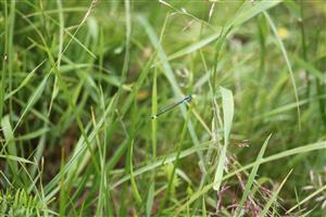 Ischnura elegans