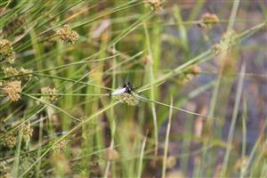 Libellula depressa