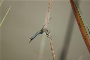 Anax imperator