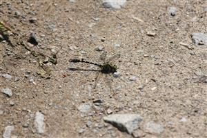 Onychogomphus forcipatus