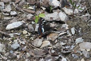 Limenitis populi 