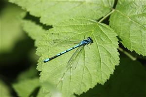Coenagrion puella 