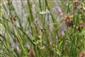Orthetrum albistylum - fem.