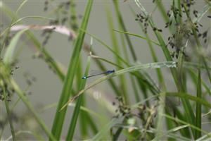Ischnura elegans?