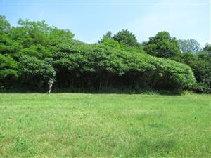 Rhus typhina 