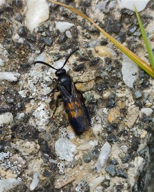 Scolia hirta