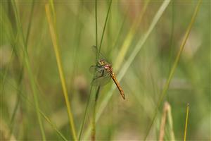 Sympetrum sanguineum