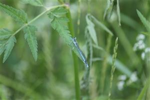 Platycnemis pennipes