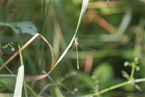 Lestes dryas 