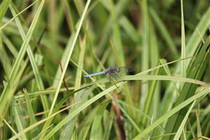 Orthetrum brunneum