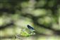 Calopteryx virgo