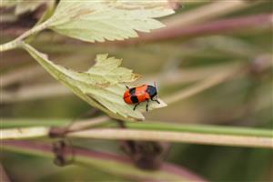 Clytra laeviuscula
