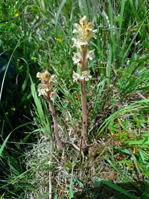 Orobanche reticulata 