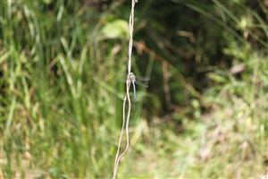 Anax imperator