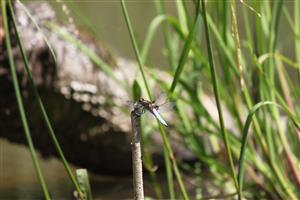 Libellula depressa
