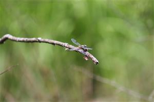 Libellula quadrimaculata