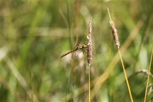 Sympetrum vulgatum