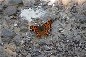 Polygonia c-album