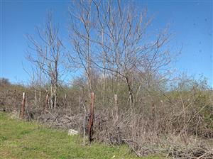 ailanthus altisima