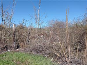 ailanthus altissima