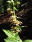 Epipactis helleborine 