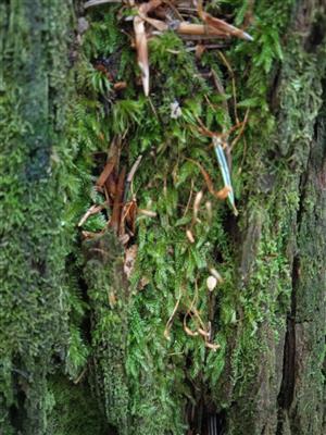 Buxbaumia viridis 