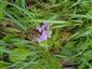 Dactylorhiza fuchsii