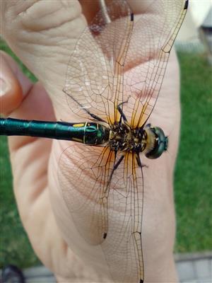 Somatochlora meridionalis