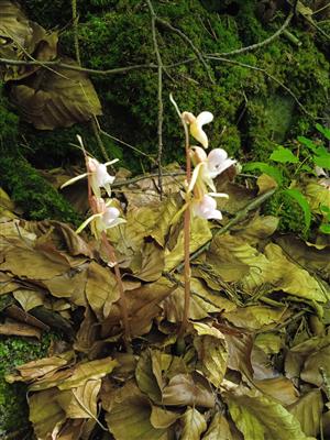 Epipogium aphyllum 