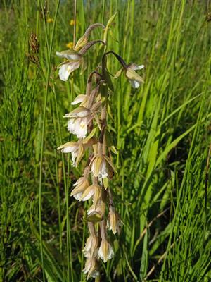 Epipactis palustris 