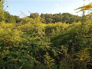 Solidago gigantea 