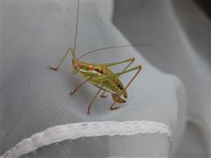 Leptophyes albovittata