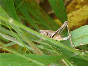 Platycleis grisea