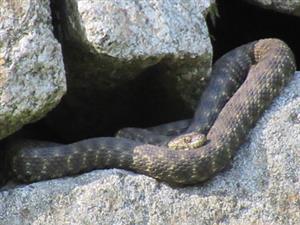 Natrix tessellata