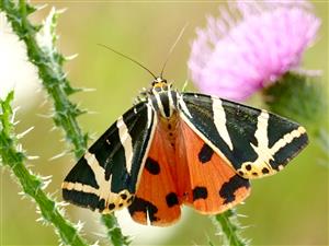 Euplagia quadripunctaria