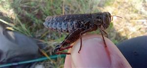 Calliptamus italicus