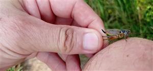 Metrioptera roeselii