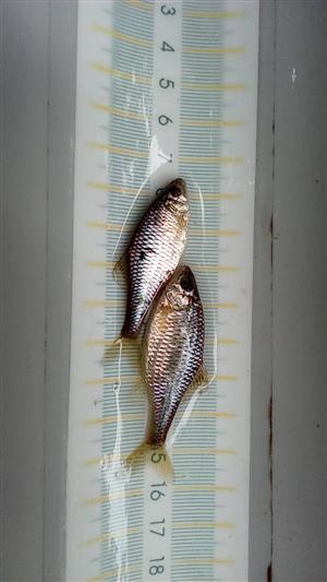 Lopatka dúhová (Rhodeus amarus)