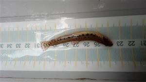 pĺž podunajský (Cobitis elongatoides)