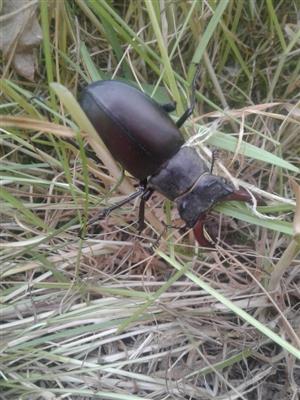 Lucanus cervus